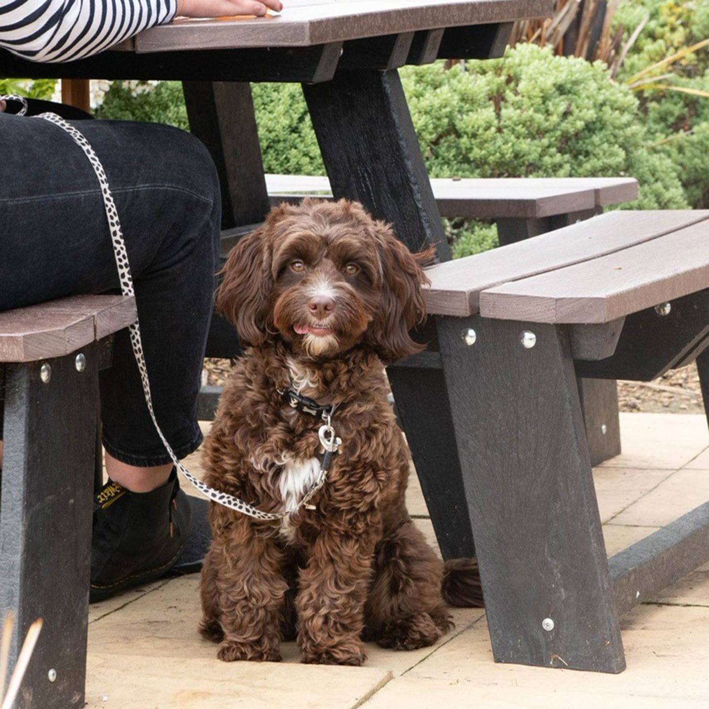 Your local dog friendly pub in Routh